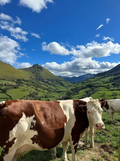 La vie de producteur en vallée d'Aspe - Bonjour Fun