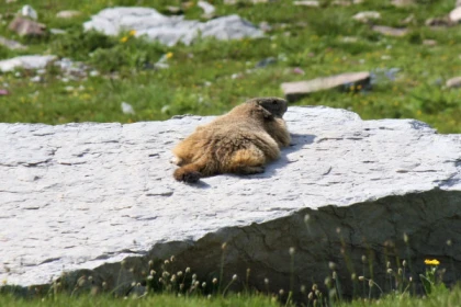 La Vie des marmottes dans le Mercantour - Bonjour Fun