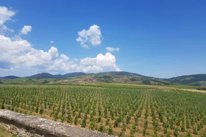 LA VOIE DU TACOT - Bonjour Fun