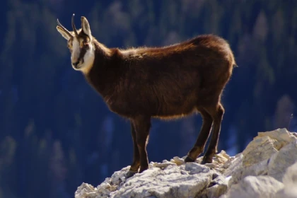 Le champion de nos montagnes, Chamois ! - Bonjour Fun