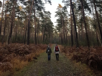 Marche en forêt du coucher de soleil aux premières étoiles - Bonjour Fun
