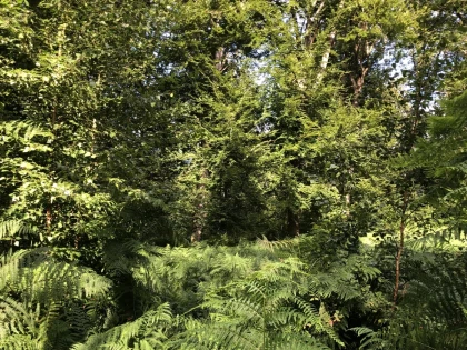 Micro-aventure, demi-journée de découverte de la forêt - Bonjour Fun