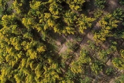 Rando mimosa peguiere - Bonjour Fun