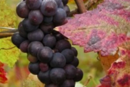 Randonnée Bacchus - Dieu du Vin - Bonjour Fun