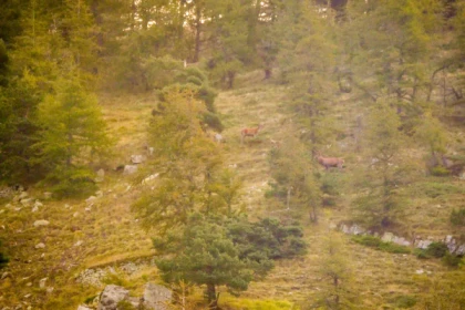 Randonnée Brame du Cerf dans l'Esterel - Bonjour Fun