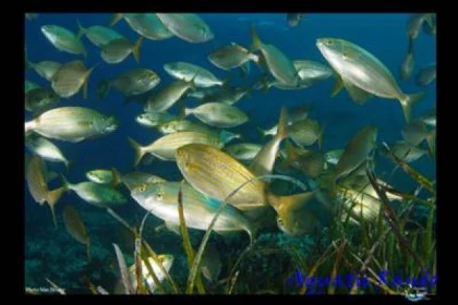 * Randonnée palmée autonome - Bonjour Fun