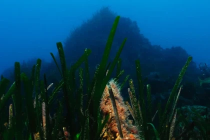 Randonnée palmée - Europlongée - Bonjour Fun