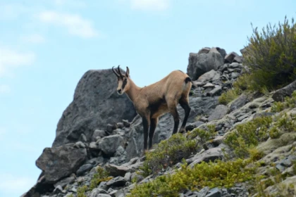 Sortie à la rencontre des chamois - Bonjour Fun
