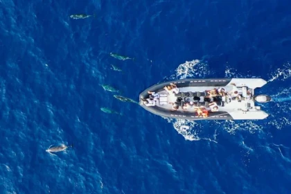 St Raphael: A la Rencontre des dauphins - Bonjour Fun