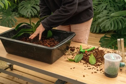 Stage autour des plantes - Orchidées - Bonjour Fun