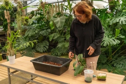 Stage autour des plantes - Orchidées - Bonjour Fun