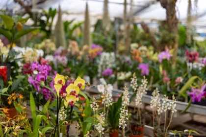 Stage autour des plantes - Orchidées - Bonjour Fun