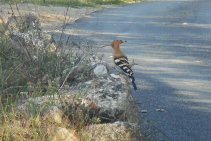 Tour de poney - Haras des Villards-CALLIAN - Bonjour Fun