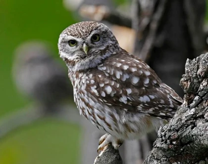 Une chouette, un village - Bonjour Fun