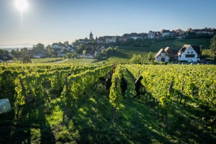 Vendangeur d'un Jour - Bonjour Fun