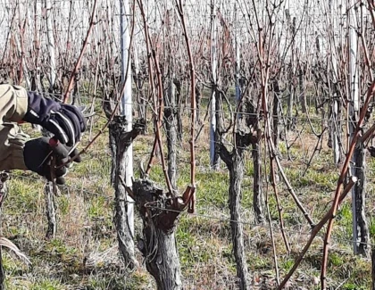 VIGNERON D'UN JOUR - Travail hivernal - Bonjour Fun