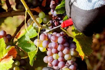 Vin et dégustations - Bonjour Fun