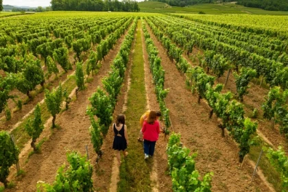 Visite Dégustation Classique - Anglais - Bonjour Fun