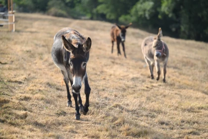 Visite guidée à la ferme  - Bonjour Fun