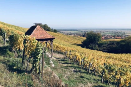 Balade Gourmande et Vinicole - Bonjour Fun