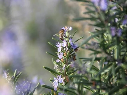 3h de découverte de l'abeille dans le Luberon - Bonjour Fun