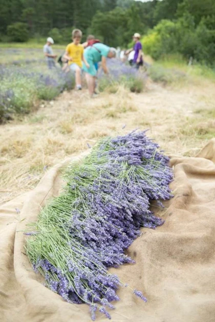 Atelier distillation - En anglais 🇬🇧 - Bonjour Fun
