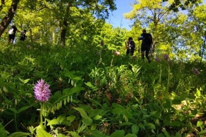 Balade découverte des orchidées sauvages - Bonjour Fun