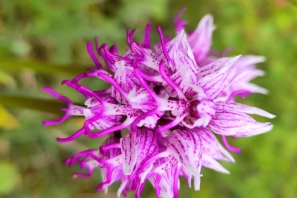 Balade découverte des orchidées sauvages - Bonjour Fun