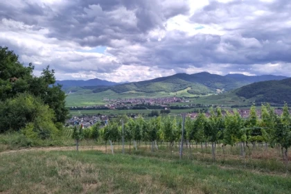 Balade découverte des orchidées sauvages - Bonjour Fun