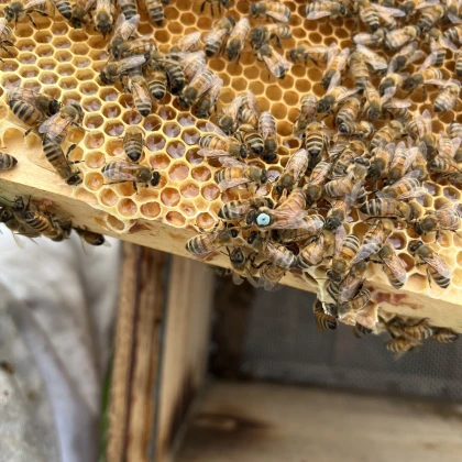 Baptême d'Apiculture - Bonjour Fun
