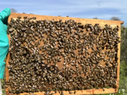 Baptême d'Apiculture - Bonjour Fun