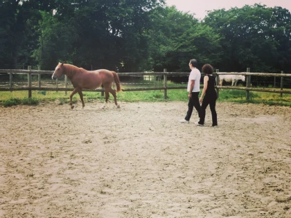 Équicoaching – Se révéler grâce au cheval - Bonjour Fun