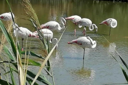 Excursion en Camargue - Journée Flamants roses, Vin et Aigues-Mortes - Bonjour Fun