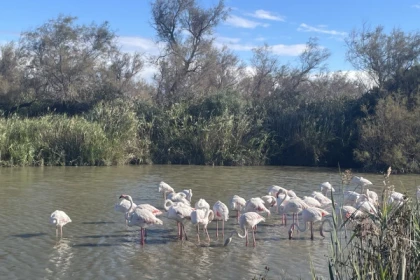Excursion en Camargue - Journée Flamants roses, Vin et Aigues-Mortes - Bonjour Fun