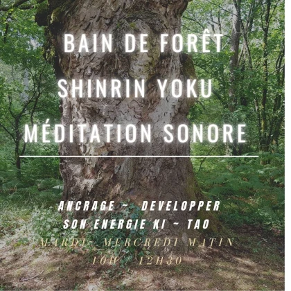 Méditation sonore en forêt & Shinrin Yoku - Bonjour Fun
