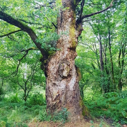 Méditation sonore en forêt & Shinrin Yoku - Bonjour Fun