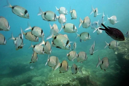 Sentier marin. Réserve Banyuls/mer. - Bonjour Fun