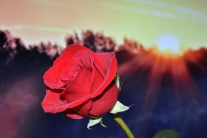 Soirée Saint Valentin à l'Auberge des pins - Tourrettes - Bonjour Fun