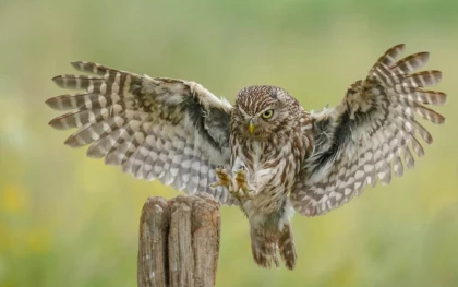 Une chouette, un village - Bonjour Fun