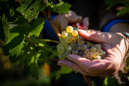 Vendangeur d'un Jour - Bonjour Fun