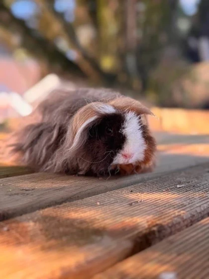 Visite de la Ferme - Bonjour Fun