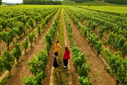 Visite Dégustation Classique - Français - Bonjour Fun