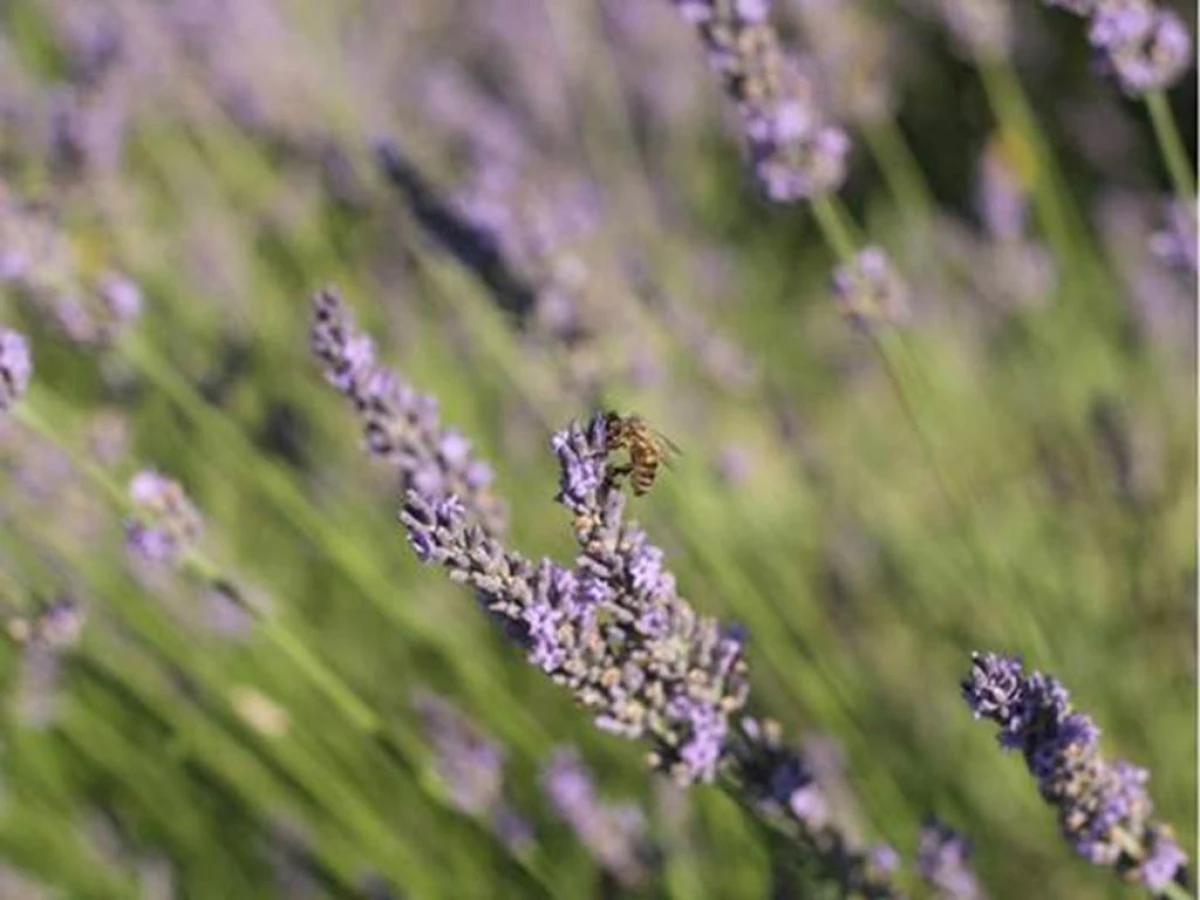 3h de découverte de l'abeille dans le Luberon - Bonjour Fun
