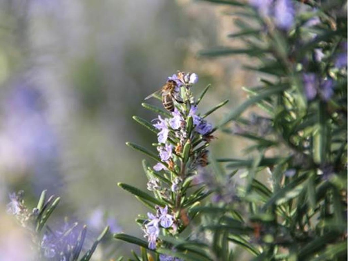 3h de découverte de l'abeille dans le Luberon - Bonjour Fun