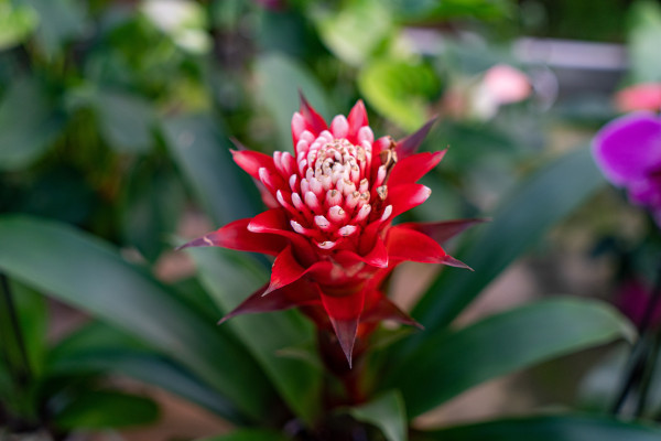 A la découverte du monde magique des orchidées - Bonjour Fun