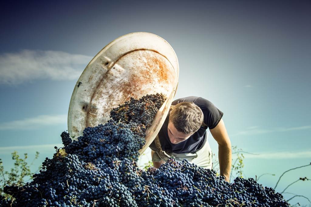 Adopte ton cep - Bonjour Fun