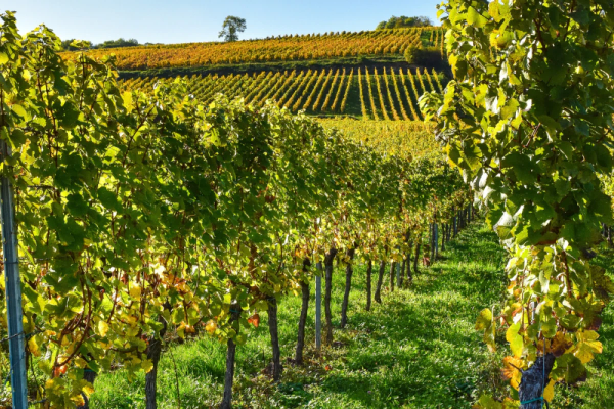 vignoble Alsacien et dégustation - Bonjour Fun