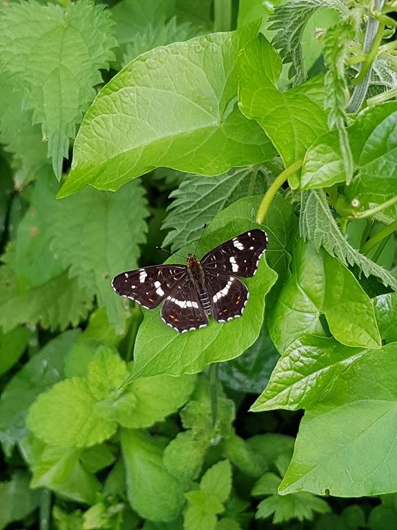 Atelier « Papillons et libellules » - Bonjour Fun
