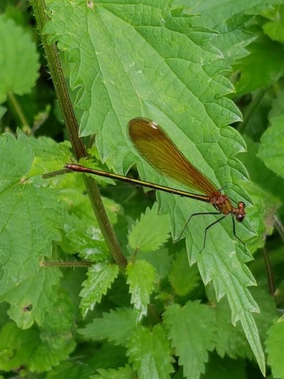 Atelier « Papillons et libellules » - Bonjour Fun