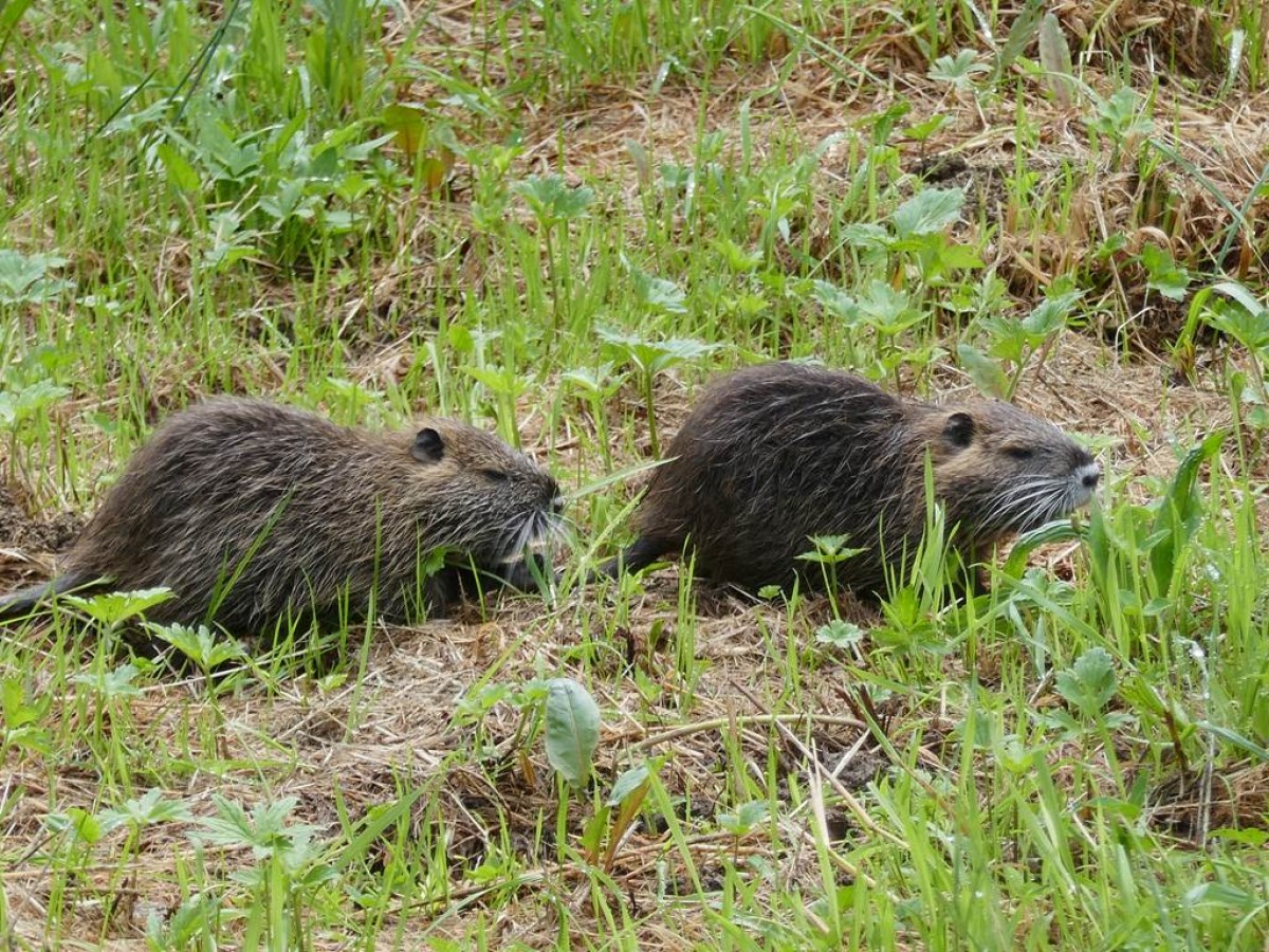 Atelier « Sur la piste des mammifères » - Bonjour Fun